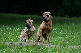 SHAR-PEI 972